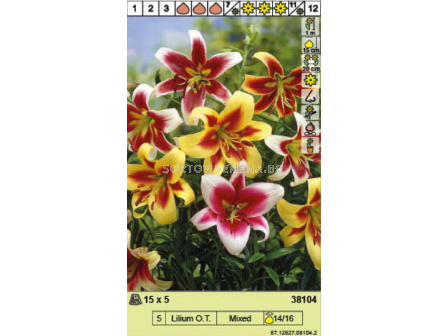 Лилиум микс/ Lilium O.T. Mixed - 1 опаковка - 5 броя