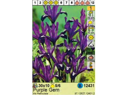 Ирис/  Iris Reticulata Purple Gem - Пакет: 1 оп. - 10 бр.