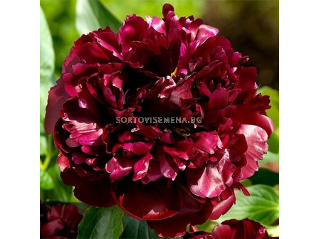 Божур - Paeonia Black Beauty - 1 бр