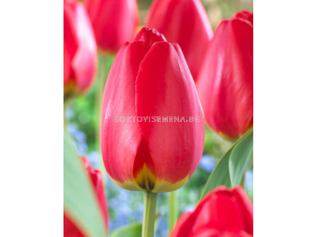 Лале/ Tulip darwin hybrid Parade - 1 бр.