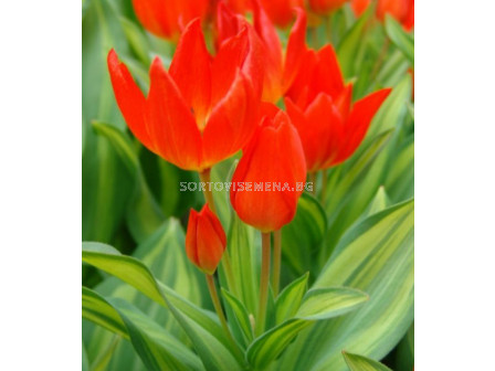 Лале/ Tulipa Praestans Paradox - 1 бр.
