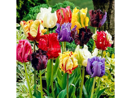 Лале папагал микс/ Tulips parrot mixed - 1 бр.