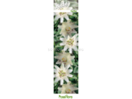 Пасифлора бяла - Passiflora Constance Elliot