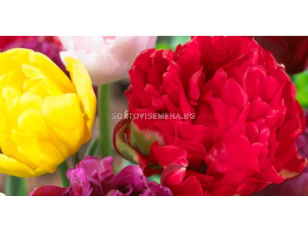 Божури микс жълт/ червен - Paeonia Yellow / Red - 2 бр.