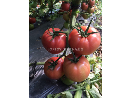 Семена домати Перуджино F1- Розов 