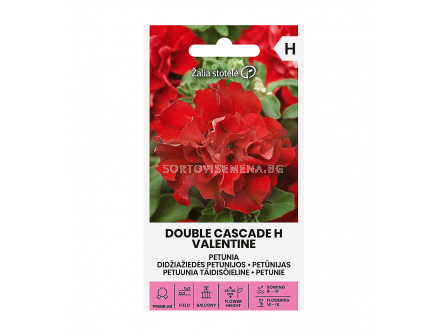 СК ПЕТУНИЯ КАСКАДНА РОЗОВА Х PETUNIA DOUBLE CASCADE H VALENTINE