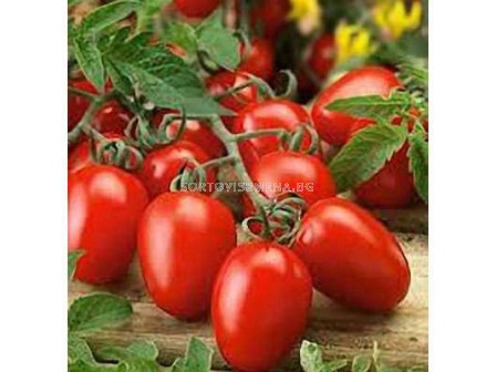Семена домати Аспен/aG23 484 F1 - 1000 сем