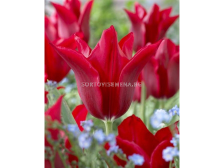 Лале /Tulip Pieter de Leur/ 11/12