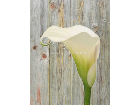 Кала Pina Colada/ calla - 1 брой