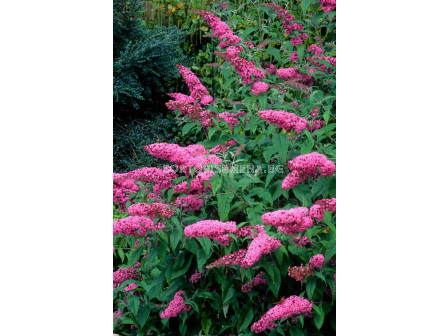 Будлея розова - Buddleja Davidii pink