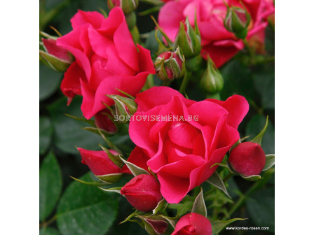 Роза Pink Forest Rose (флорибунда), серия Rigo Rosen-Kordes - 1 брой