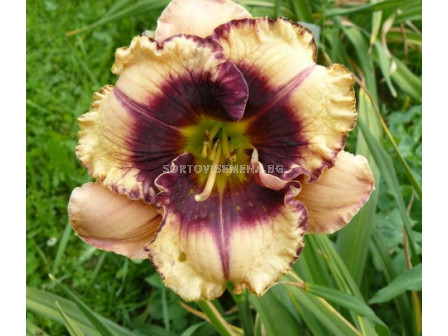 Хемерокалис/ HEMEROCALLIS Crystal Pinot -  1 бр.