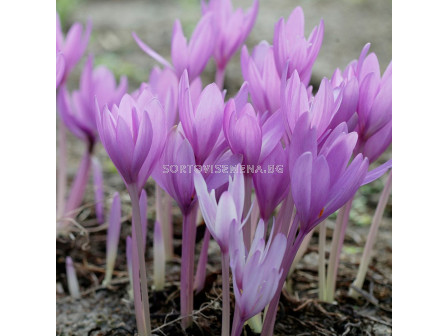 Колхикум /есенен минзухар / Colchicum The Giant 1 бр