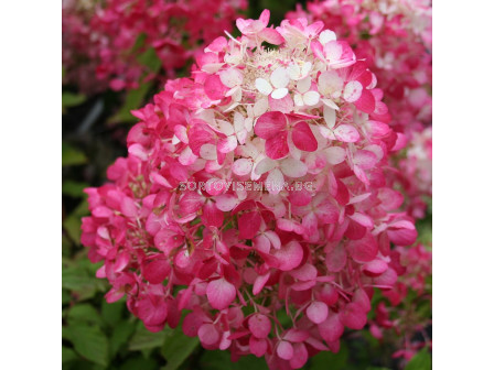 Хортензия двуцветна бяло/розово / Hydrangea Diamant Rouge / 1 бр фиданка			