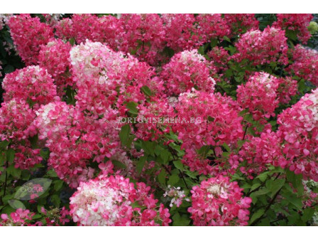 Хортензия розова с бяла сърцевина / hydrangea paniculata diamant rouge / 1 бр коренище