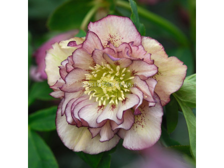 Кукуряк / helleborus double ellen pink / 1 бр