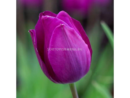 Лале /Tulip Blue Beauty/ 11/12