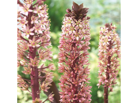 Еукомис /Eucomis Sparkling Rosy 18/20/ - 1 бр