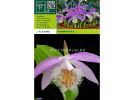 Плейоне - Pleione formosana