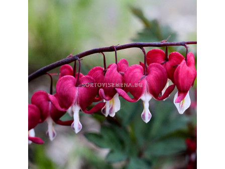 Дамско сърце /Dicentra Valentine/ 1 коренище