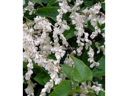 Полигонум (POLYGONUM)