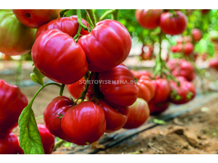 Семена домати (Биволско сърце) Белмонте - ESASEM- 25 семена