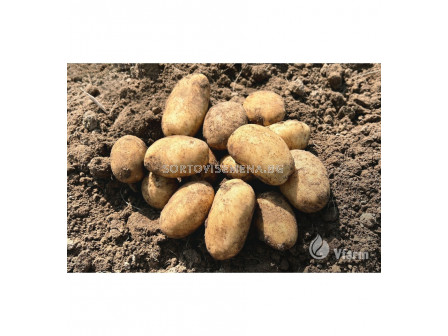 СЕМЕ КАРТОФИ PRADA / POTATOES SEEDS PRADA - КАТЕГОРИЯ A