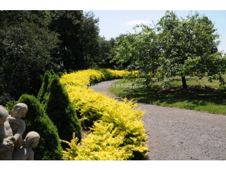 Берберис жълт / berberis aurea / 1 бр саксия (15 см разсад)