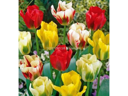 Лале (Tulip) Viridiflora Mix 11/12 