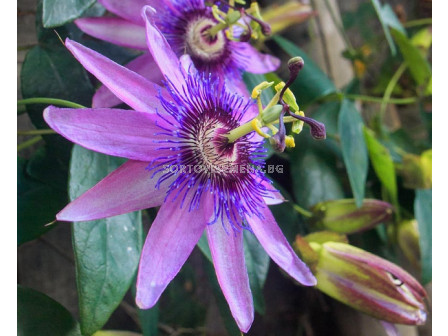 Пасифлора лилава - Passiflora hibride purple