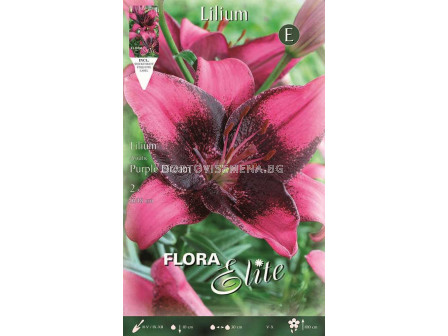 Лилиум азиатски / Flora Elite 'Packs' Lilium asiatic Purple Dream/ 1 оп - 2 бр