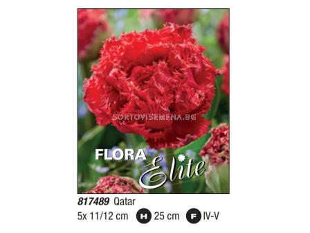 Лале/ Tulipa fringed double Qatar - Пакет: 1 оп.- 5 бр.