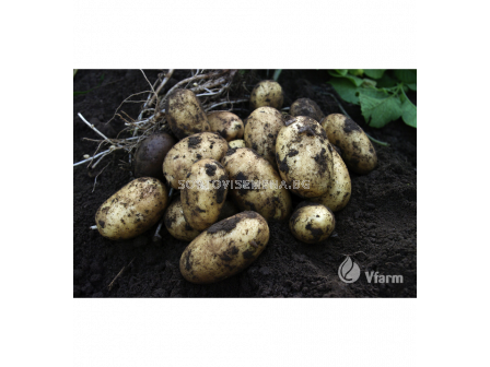 СЕМЕ КАРТОФИ SEED POTATOES QUEEN ANNE - КАТЕГОРИЯ B