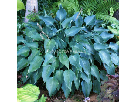 Хоста /HOSTA BLUE ANGEL/ 1 бр 