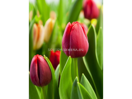 Лале/ Tulip single early Paradiso - 1 бр.