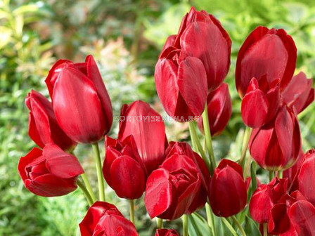 Лале/ Tulipa Red Bouquet - 1 бр.