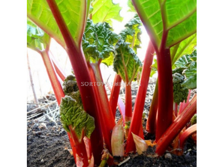 Ревен Rhubarb Victoria - Verpakt Edibles capper edibles Rhubarb Victoria