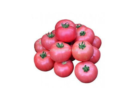 Семена домати Такадо F1 - tomato Takado F1