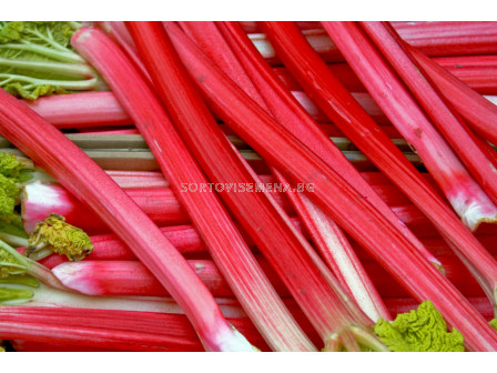 Ревен Timperly Early- Verpakt Edibles capper edibles Rhubarb Timperly Early - 1 бр.