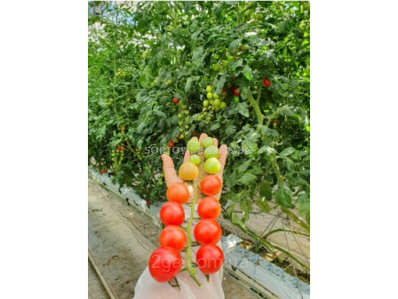 Семена чери домати Рианна F1/ Tomato Rihanna F1 - SAKATA -500 семена