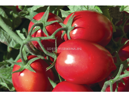 Семена домати (консервни) Рио Гранде - 100 грама