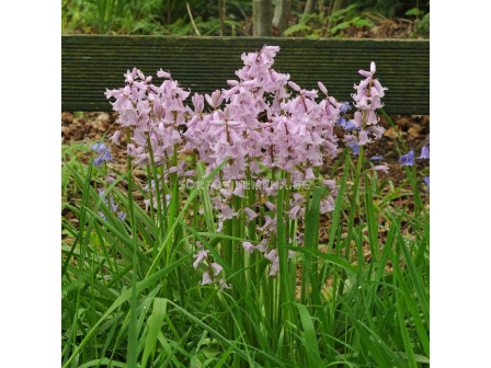Лъжезюмбюл/ Hyacinthoides hispanica 'Rose Queen - 1 бр