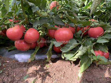 Семена домати Роял Пинк F1 - Розов -  Royal Pink F1 - 500 бр. семена
