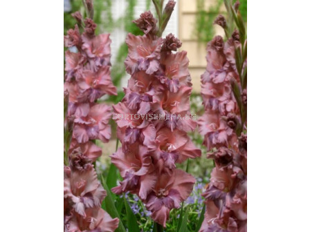 Гладиол/ Gladiolus large-flowered Rusty Chestnut 10/12 -  1 бр.