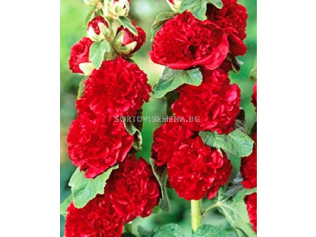 Ружа червена -  Alcea rosea red