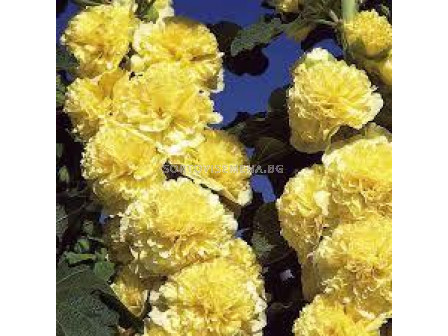 Ружа жълта - Alcea rosea yellow
