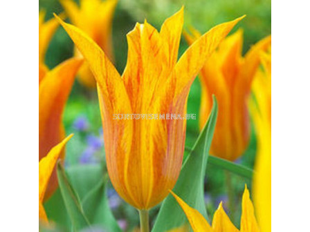 Лале Lilyflowering Vendeeglobe 