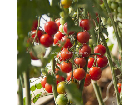 Семена чери домати Сакура F1 - китков - Sakura F1 - 500 бр. семена