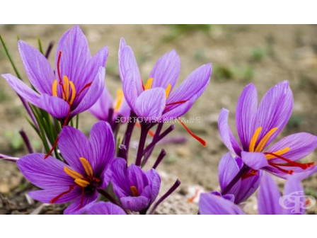 Шафран (Crocus sativus)