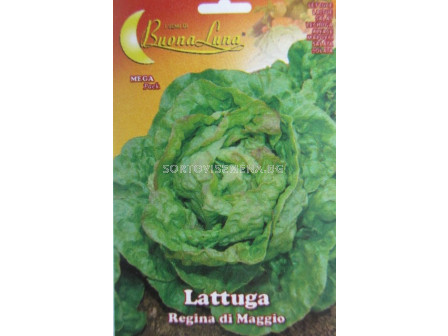 Семена Салата (Lettuce) Ragina di Maggio